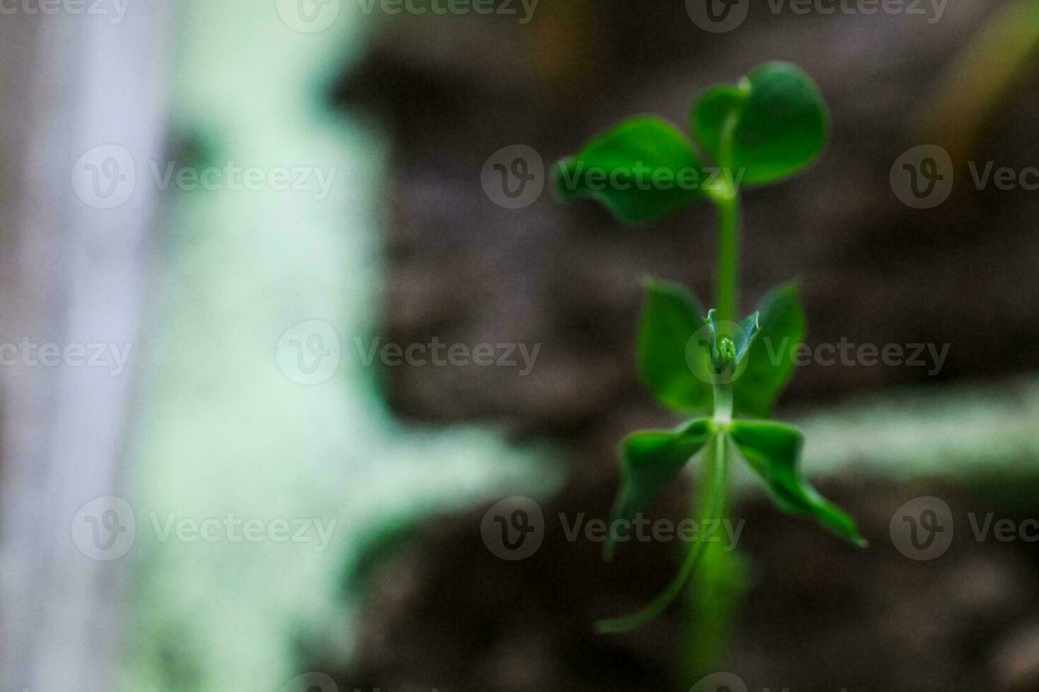 Cultivating young peas. The upcoming harvest in the garden. Peas with young leaves. photo