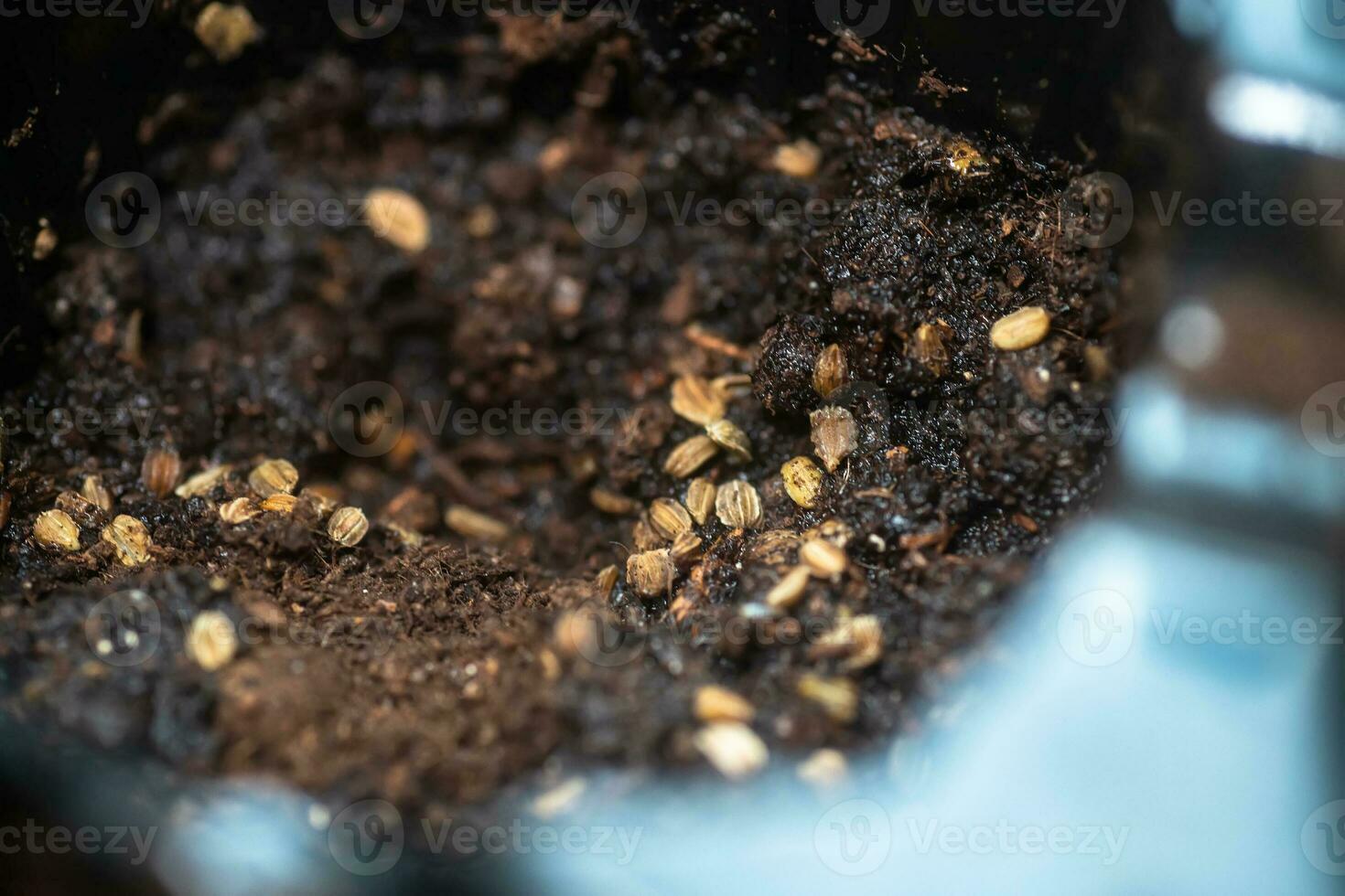 Eruca vesicaria, Rocket, arugula, garden rocket, ruchtetta, rucola, rucoli, rugula, colewort, and roquette seeds on soil close up. Sowing seeds of arugula for growing microgreen. photo