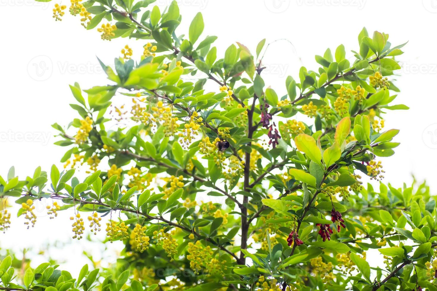 Berberis vulgaris, simply barberry Yellow flowers. Buds cluster on blooming Common or European Barberry in spring Dried barberry berries among flowers. photo