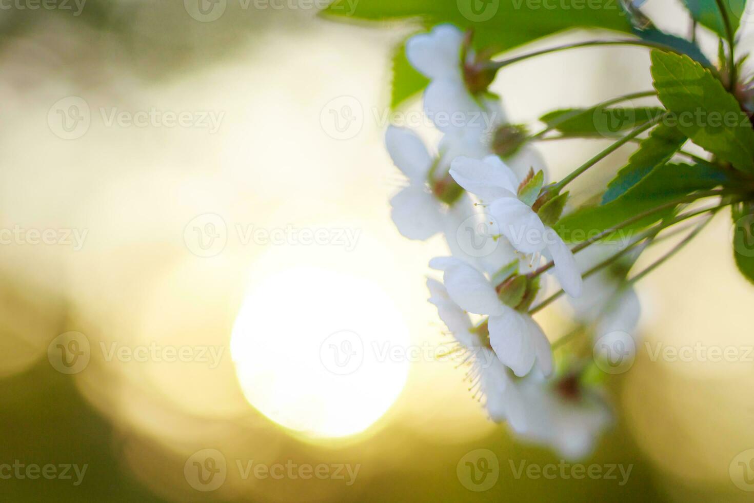 white flowers cherry tree. white flowers cherry tree. Flowers cherry tree blossomed. Honey and medicinal plants Ukraine. Flowering fruit trees. photo