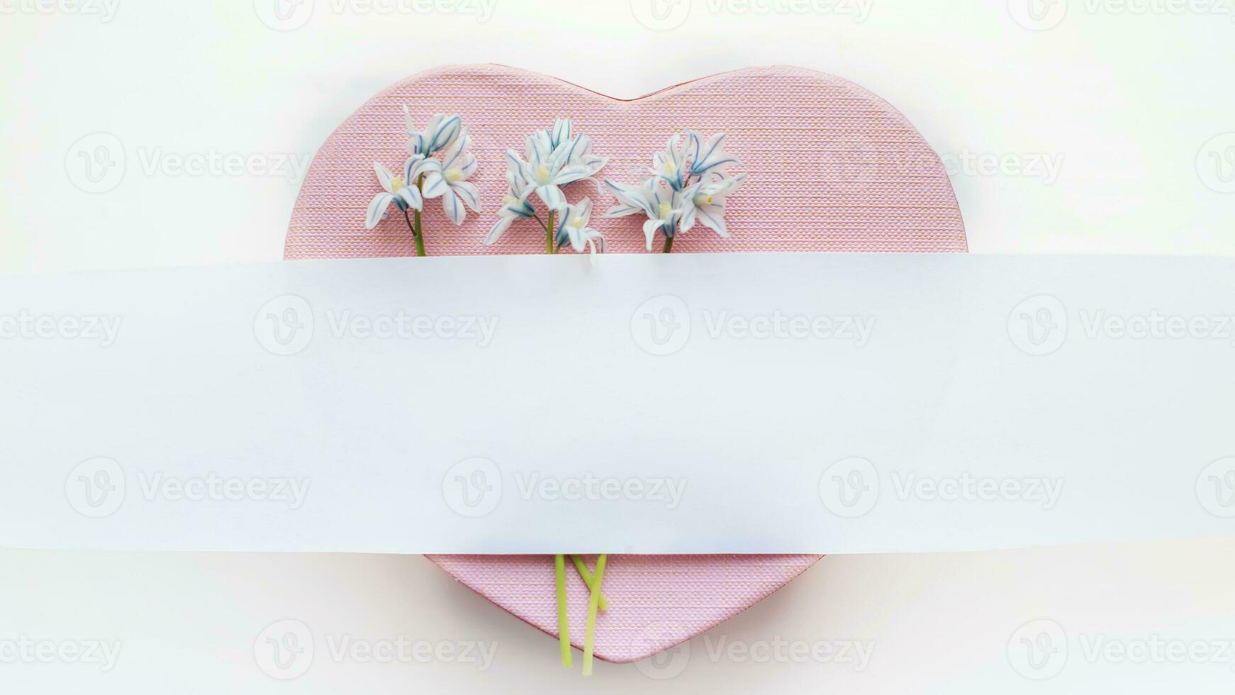 bouquet Fresh blue spring flowers Scilla siberica. on pink heart-shaped box. White stripe for text. Copy space. aster, 8 march, mother's day, St. Valentine spring background photo
