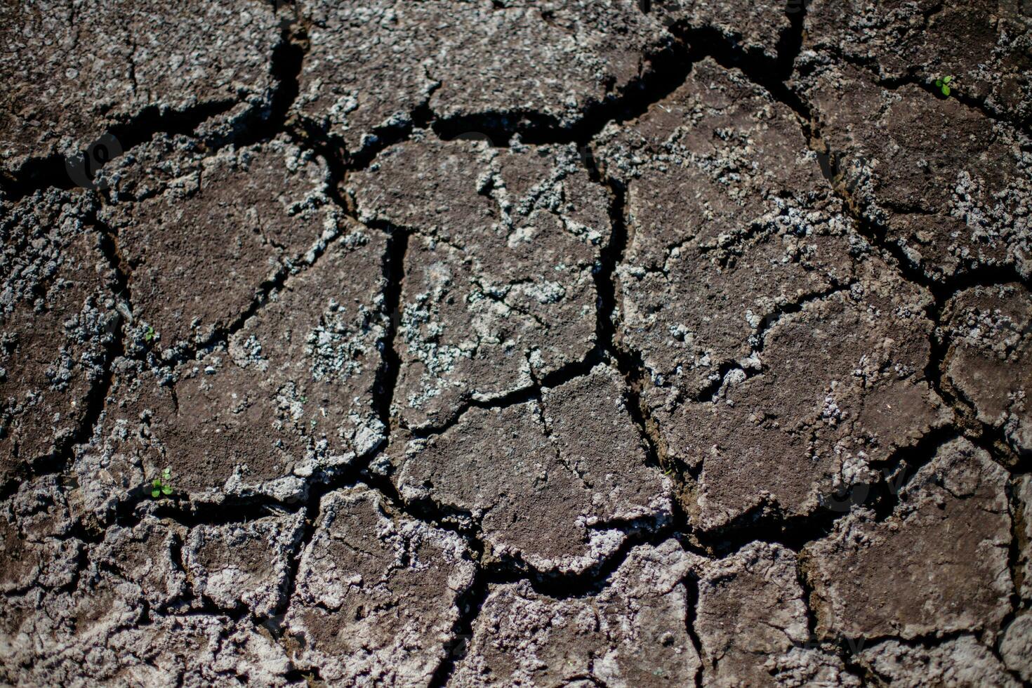 Cracked soil of a dried lake. Ecological catastrophy. Lack of water in the pond. Lake bed drying up due to drought. photo
