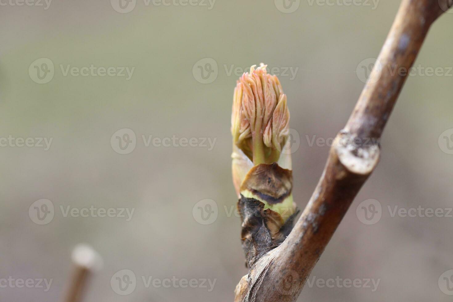 Acer platanoides, Maple leaf coming out of the bud. Fresh maple leaf in spring forest. photo