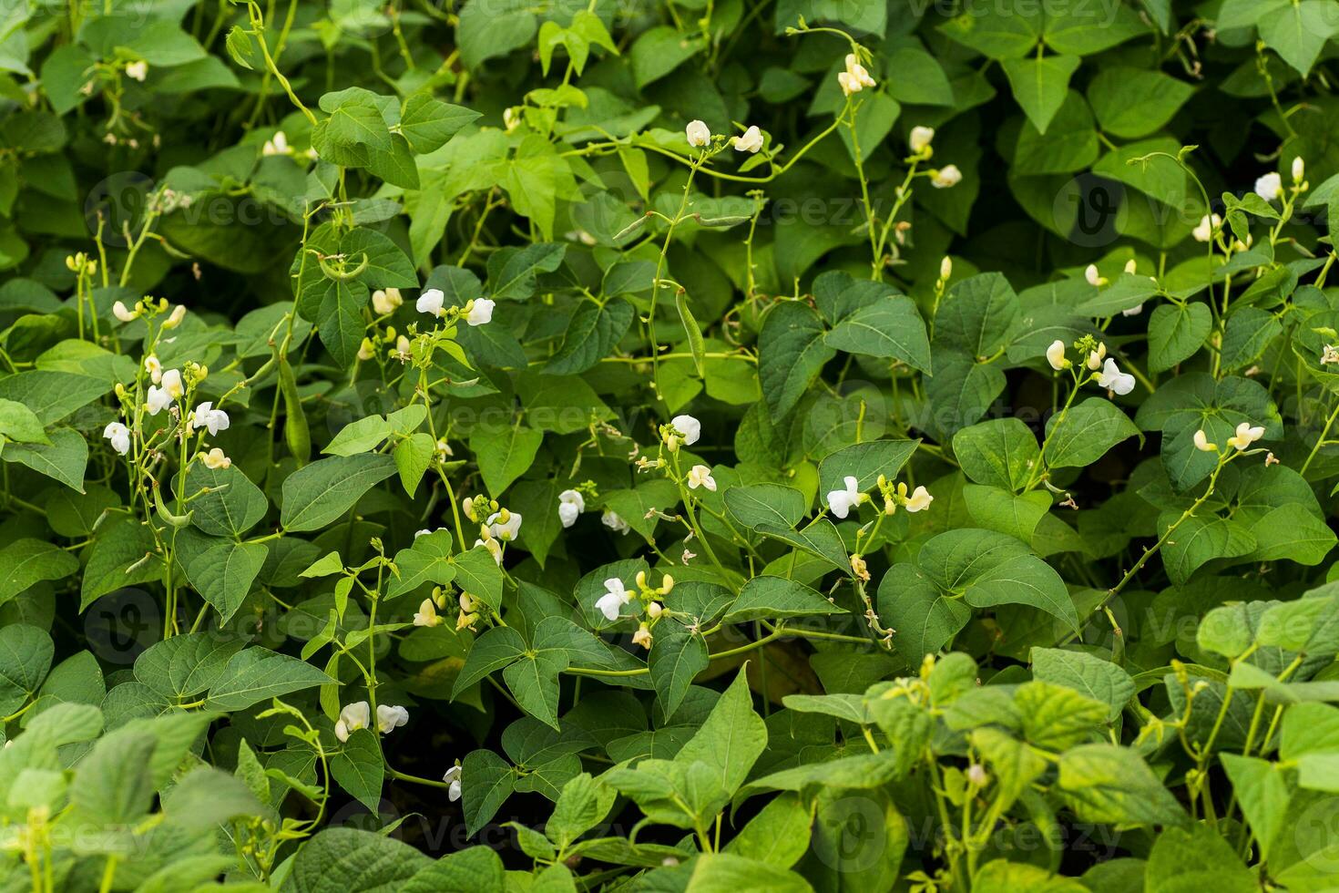 Flowers of green bean on a bush. French beans growing on the field. Plants of flowering string beans. snap beans slices. haricots vert close up. photo