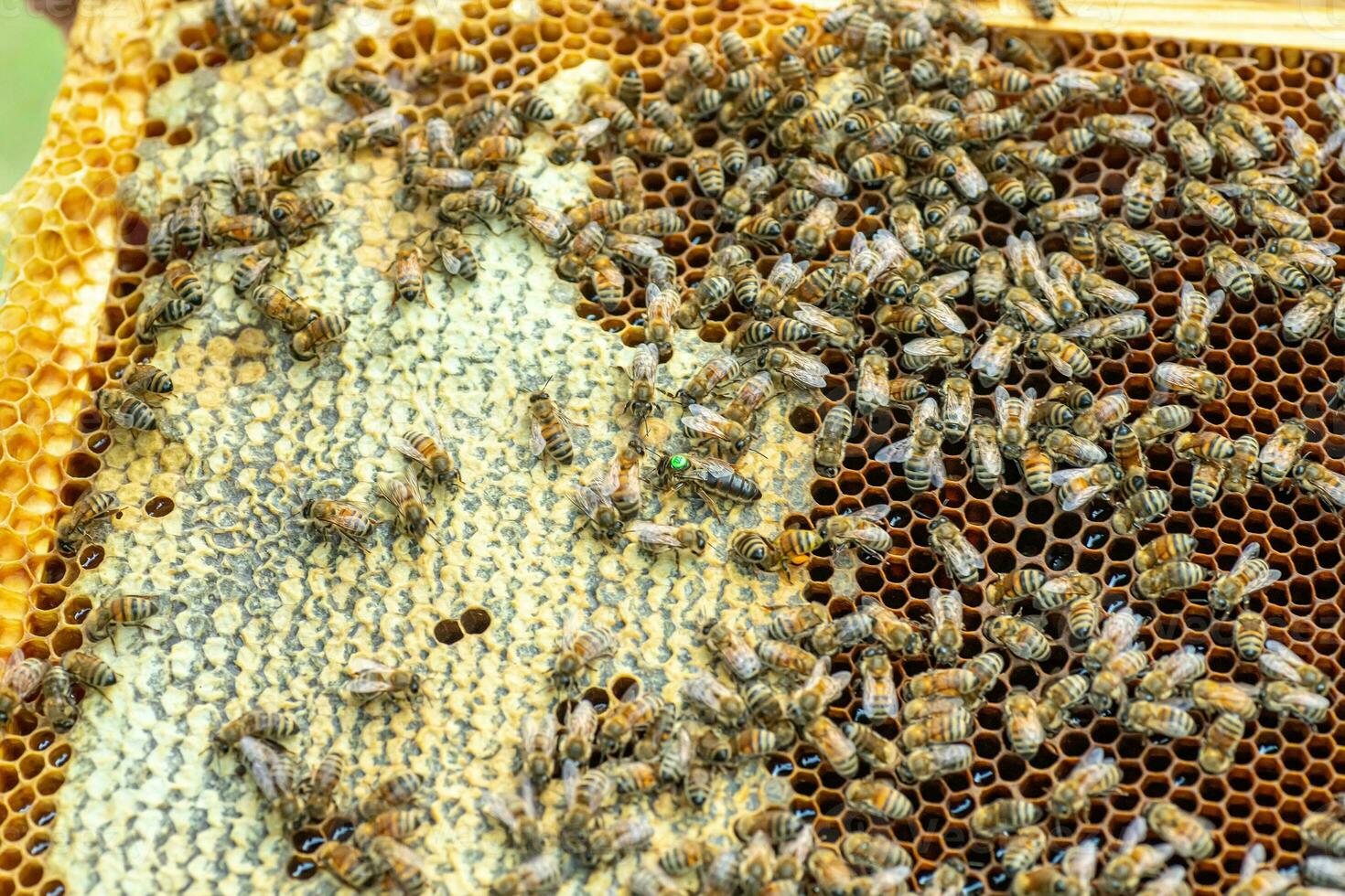 Tribal queen bee on frame with sealed brood. queen bee with green label with number on back. virgin queen sedated and artificially inseminated. Soft focus. photo