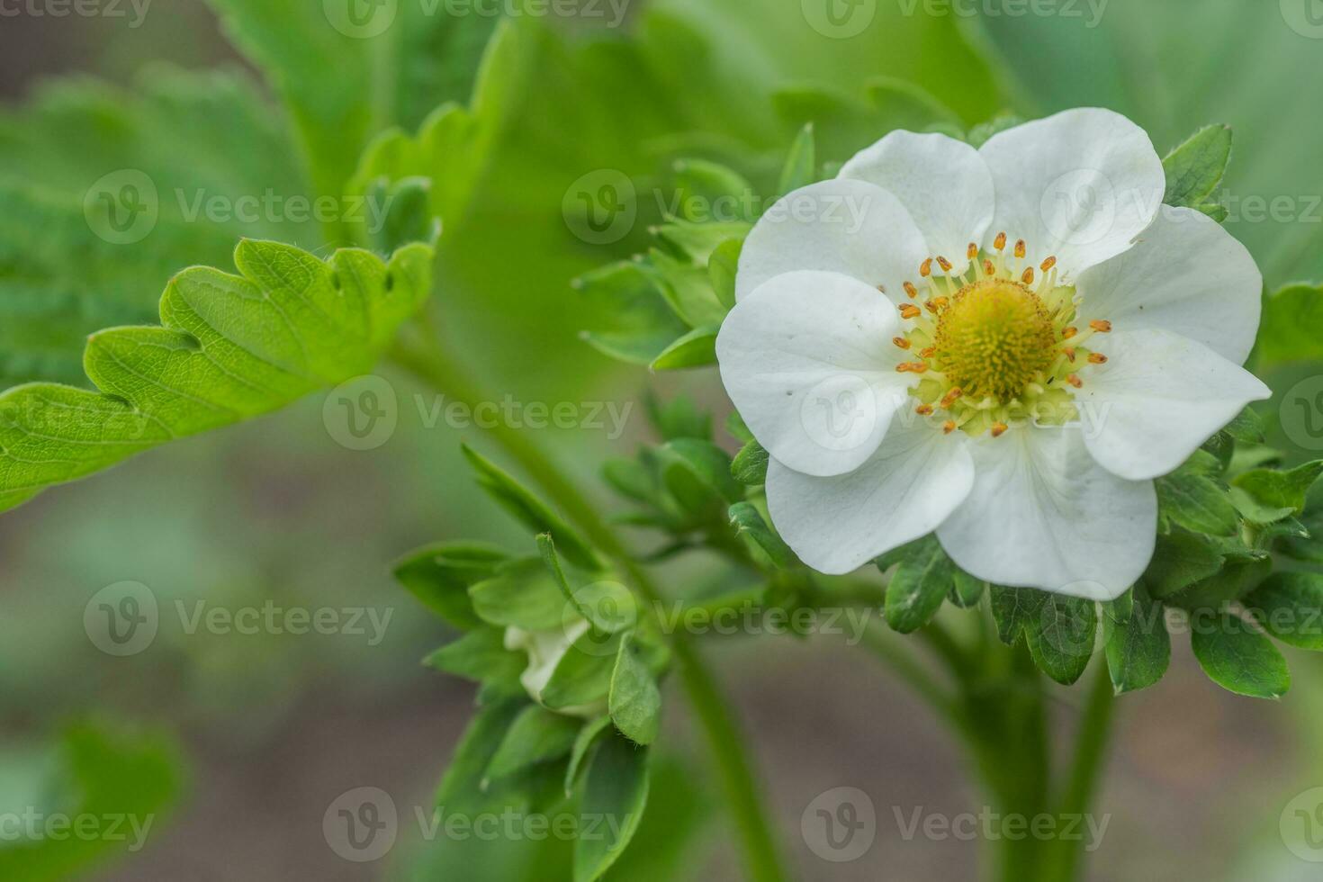 hermosa blanco fresa flor en el jardín. el primero cosecha de fresas en el temprano verano. natural antecedentes. foto