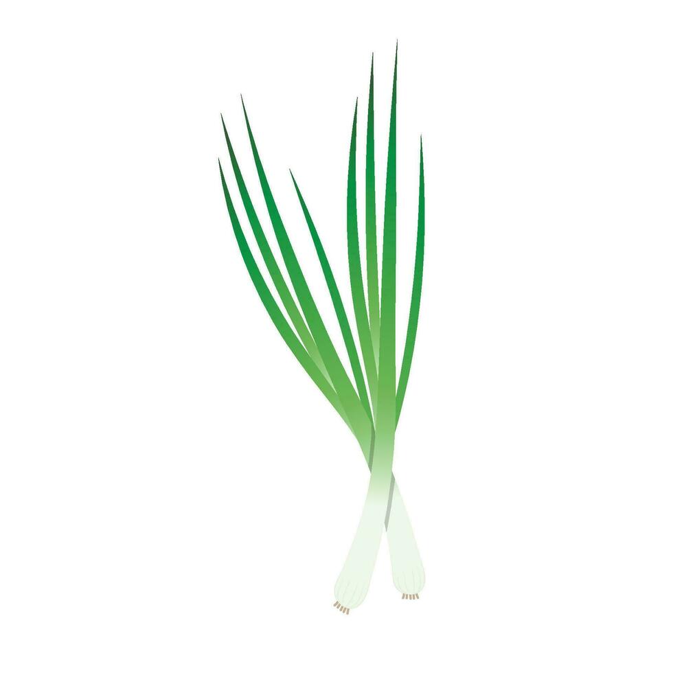 Spring onions vector. Spring onions on white background. vector