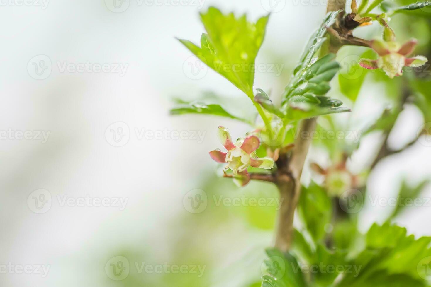gooseberry, Ribes uva-crispa blooming in spring. flower Ribes grossularia close-up against background of leaves. Branches and young shoots of fruit shrub. photo