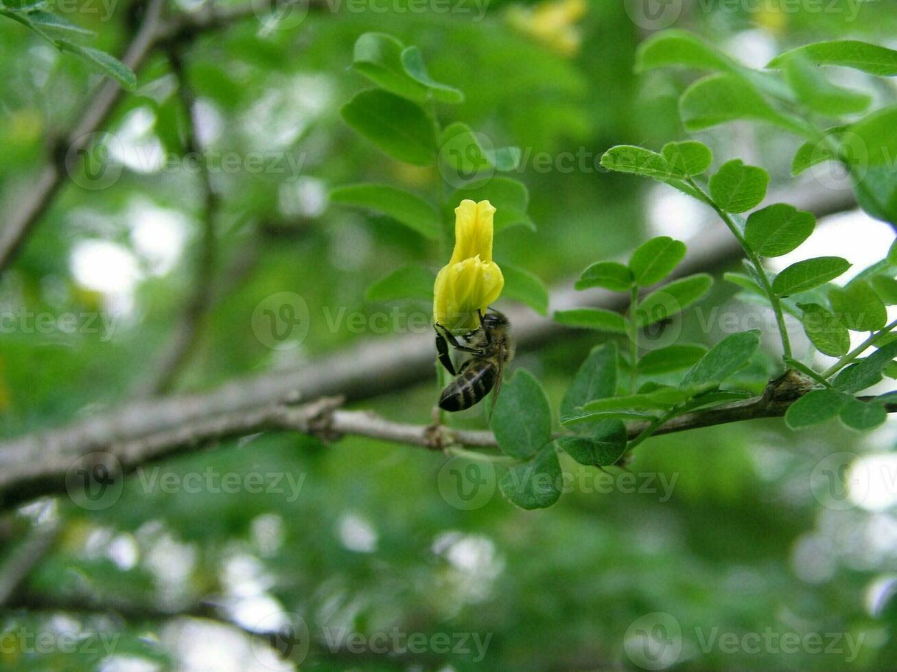 A bee collects nectar from a yellow flower shrub Caragana arborescens  in the month of May.  Honey plants Ukraine. Collect pollen from flowers and buds photo