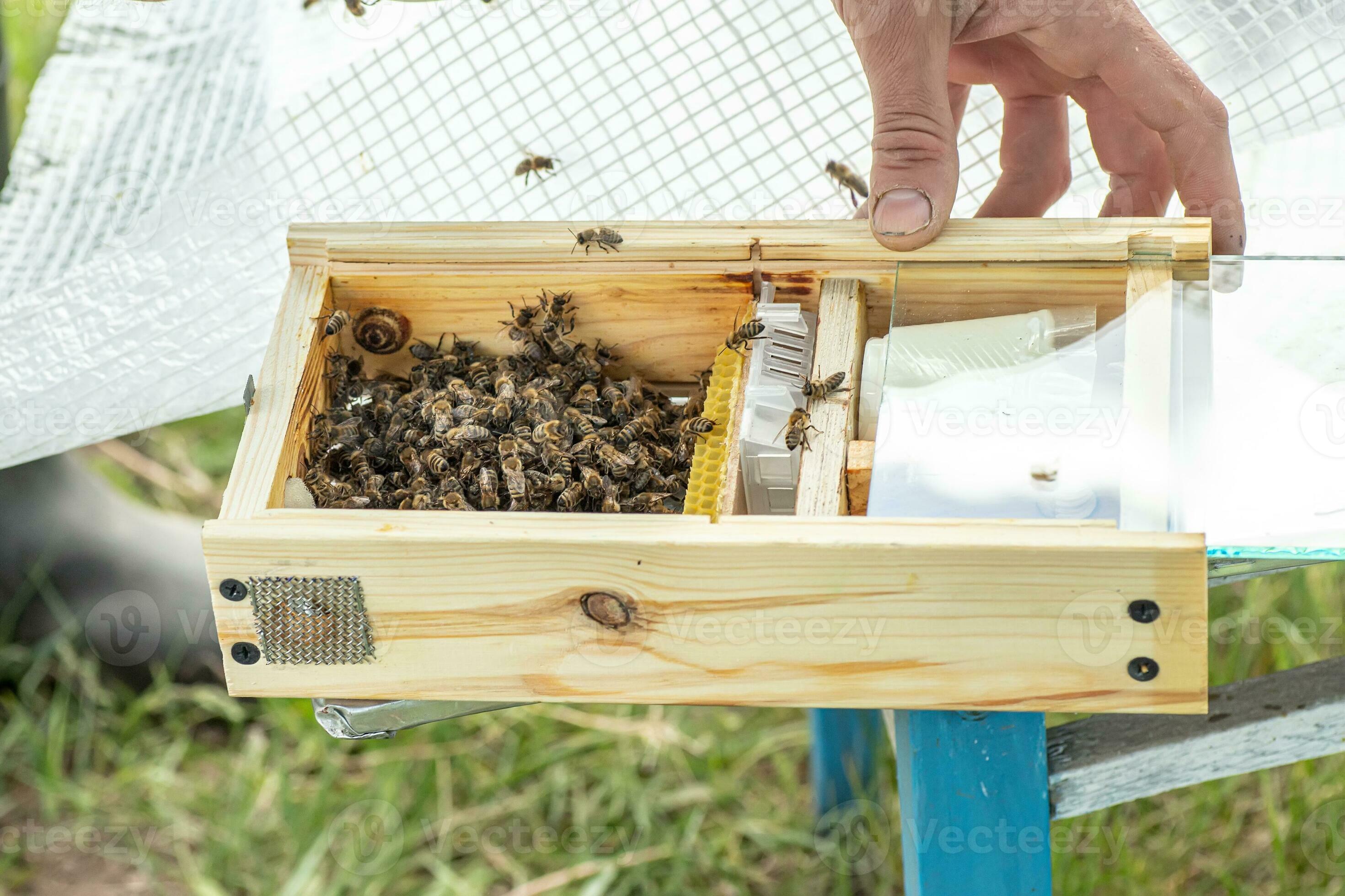 Beekeeper holding a small Nucleus with a young queen bee. Breeding of queen bees. Beehives with