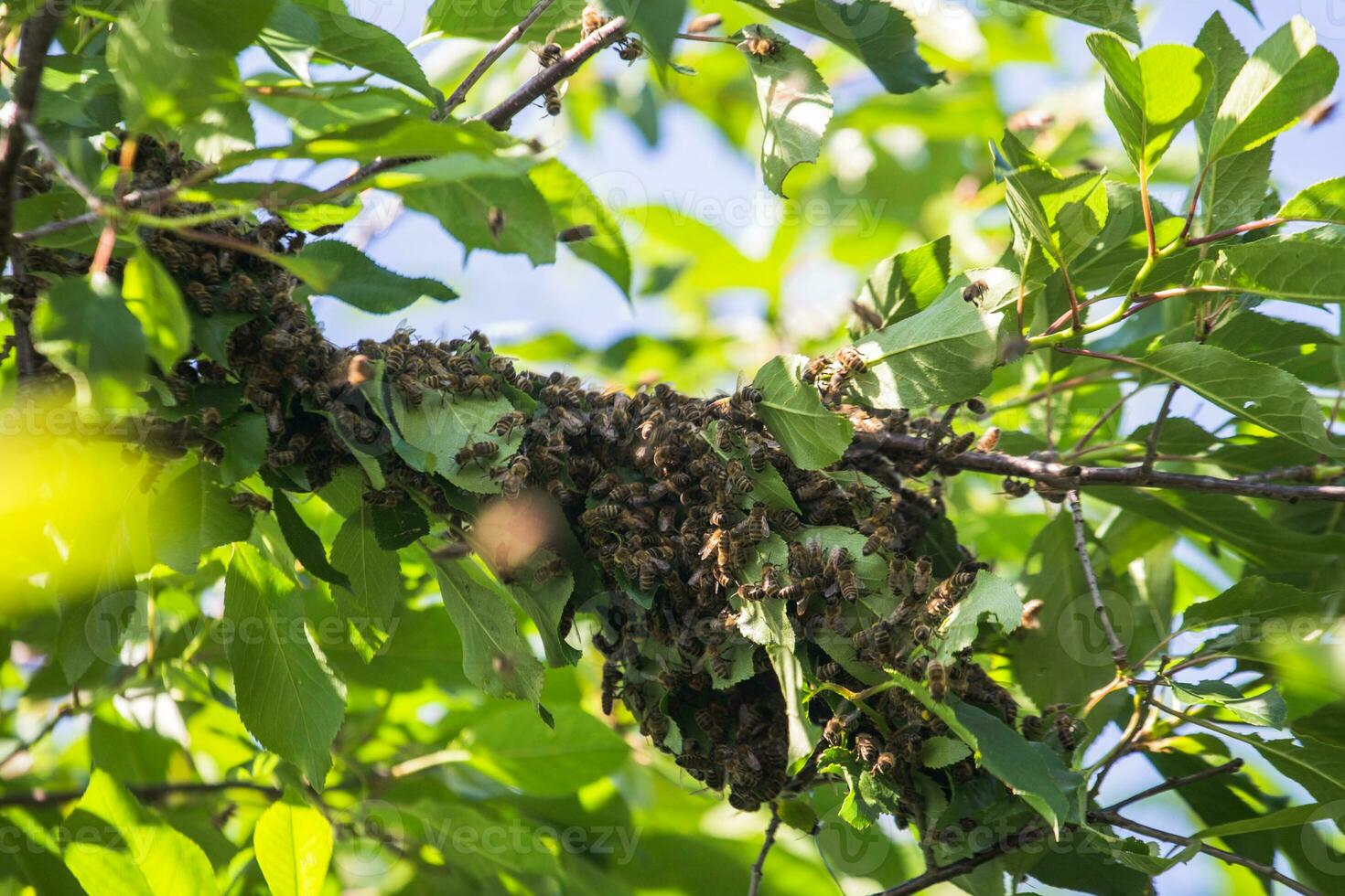 swarm of bees on a tree branch. small bee swarm on a cherry branch in the garden near the apiary. photo