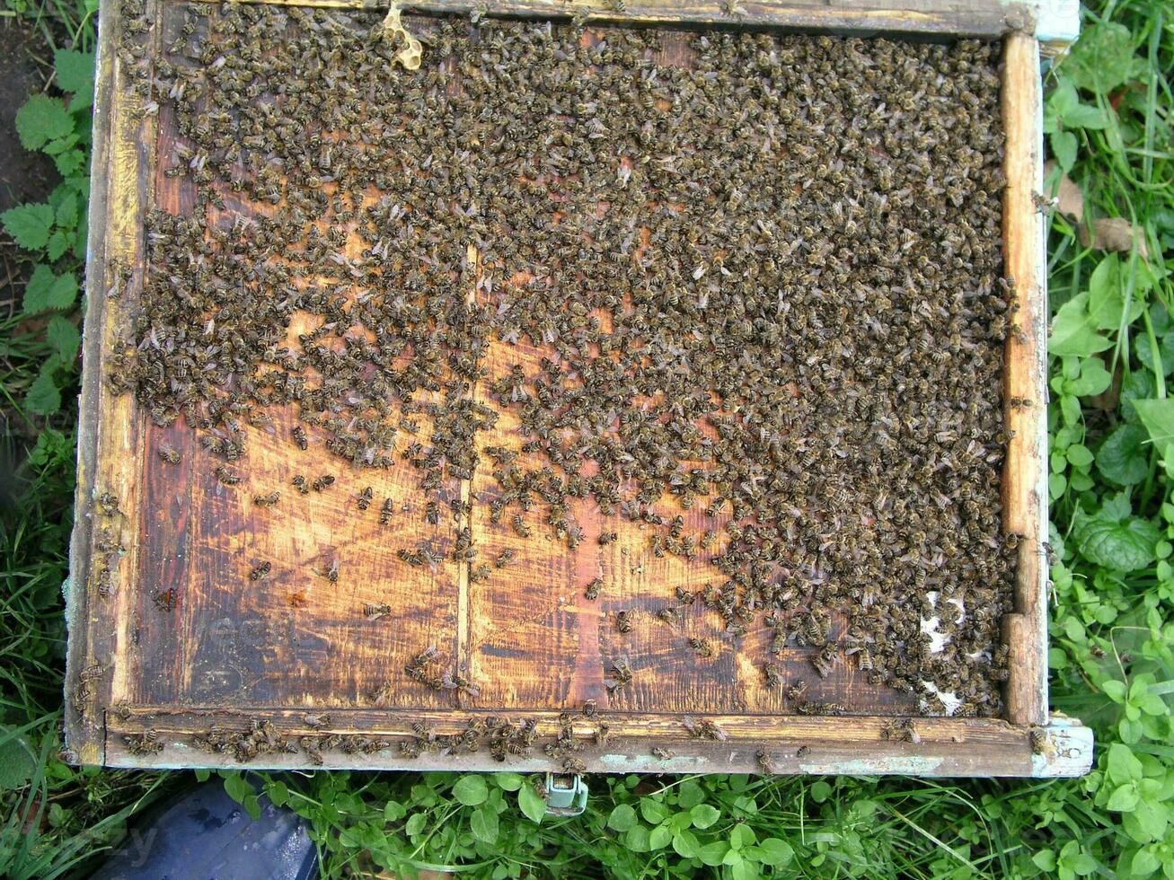 cluster requeening by bees, colony of bees. Bees took queen bee to cluster after replanting, wrong replacement. Working bees kill queen bee. photo