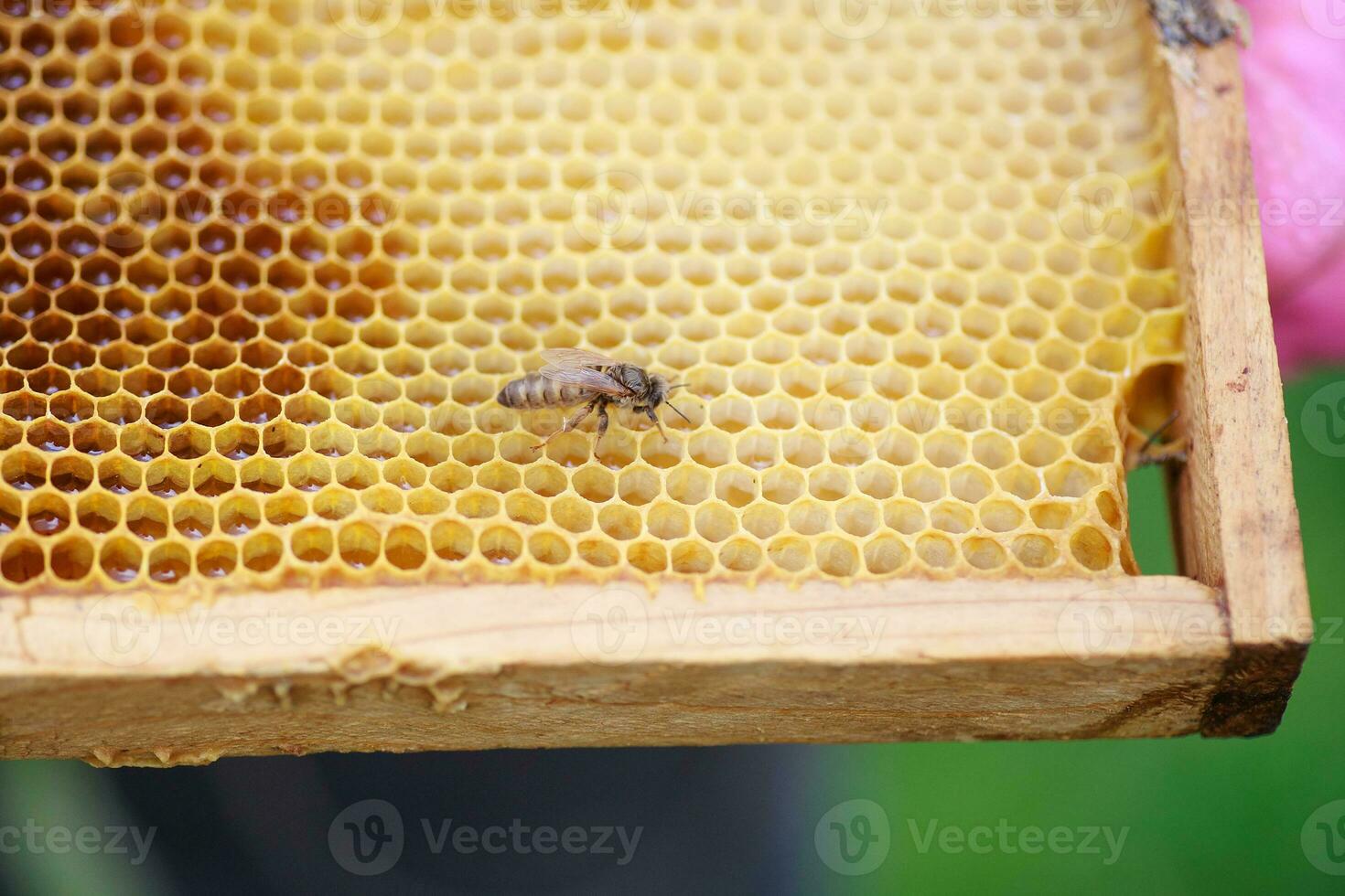 Young just born queen bee on frame with honey. Queen bee crawls on the honeycombs. Beekeeper keeps a frame with hatched queen bee. photo