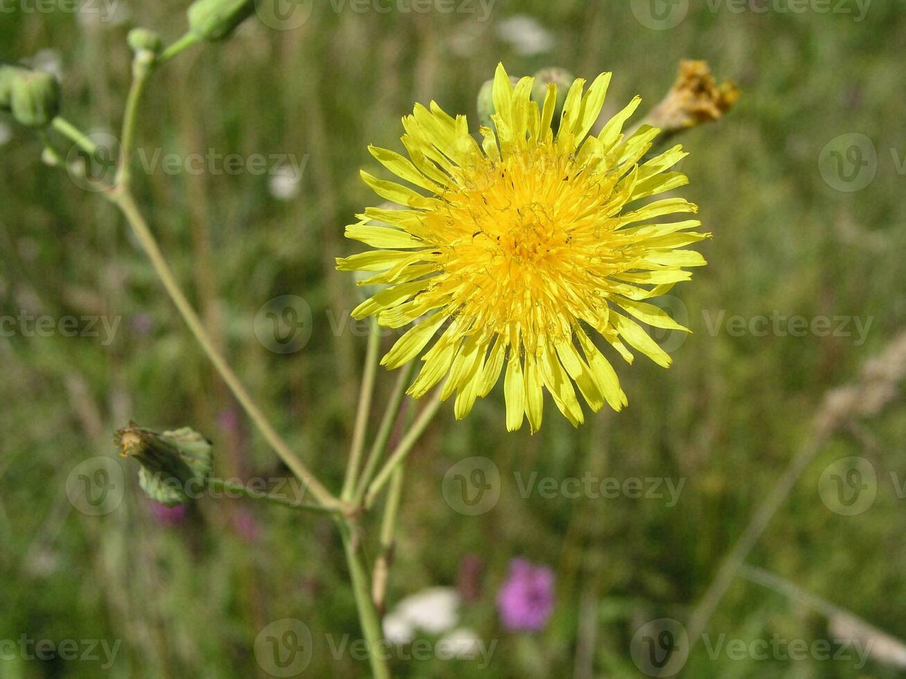 Sonchus arvensis, the field milk thistle,field sowthistle, perennial sow-thistle, corn sow thistle, dindle, gutweed, swine thistle, or tree sow thistle yellow flowers like dandelion. Honey and medicinal plants in Europe. drug plants photo