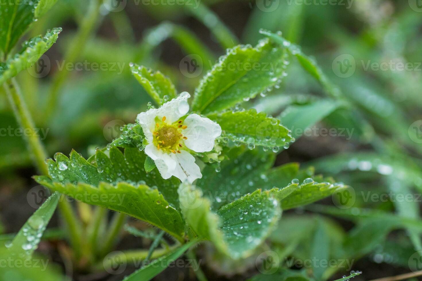 Beautiful white strawberry flower with raindrops in the garden. The first crop of strawberries in the early summer. Natural background. photo