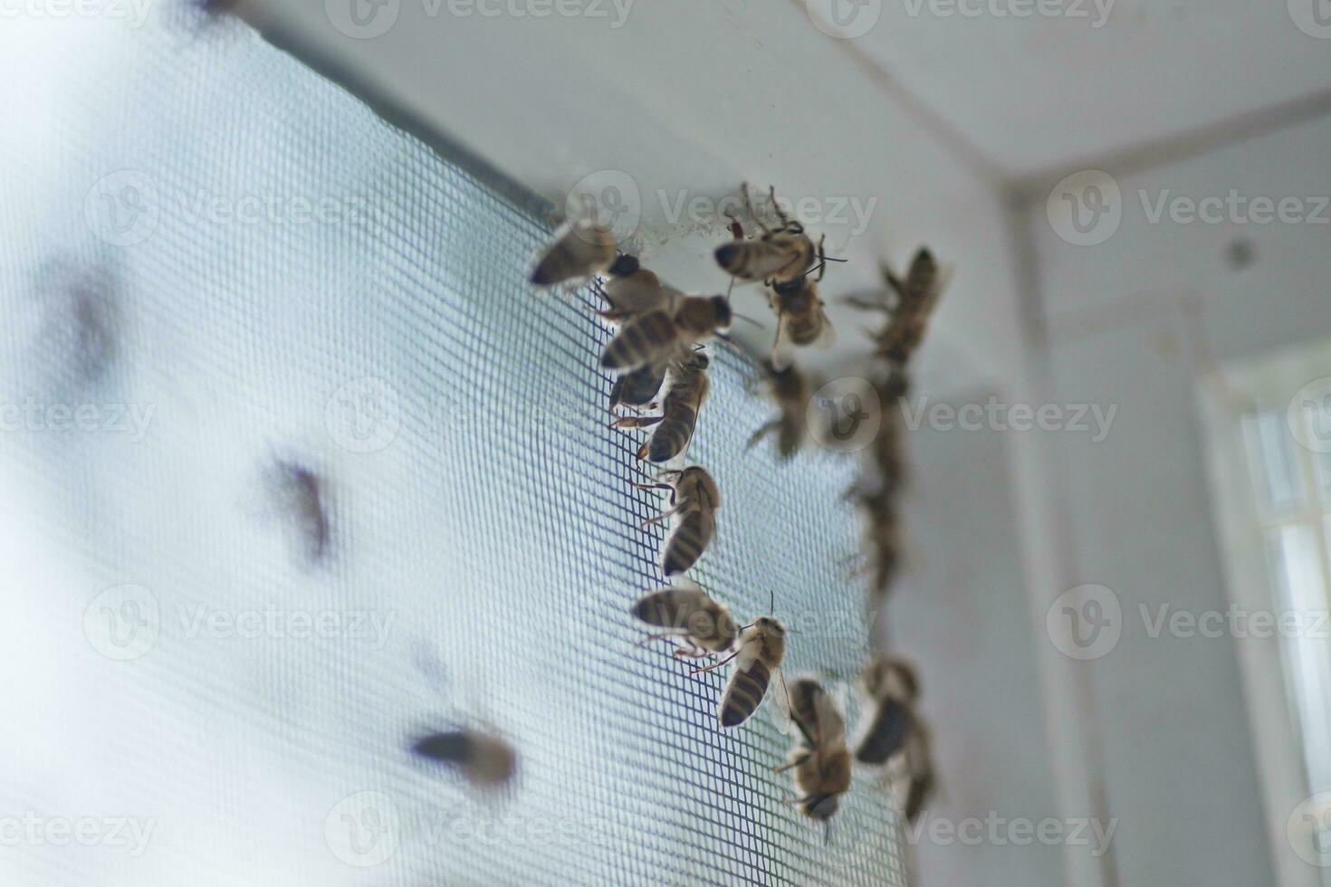 Honey bee drones on walls of the adversary before sperm collection