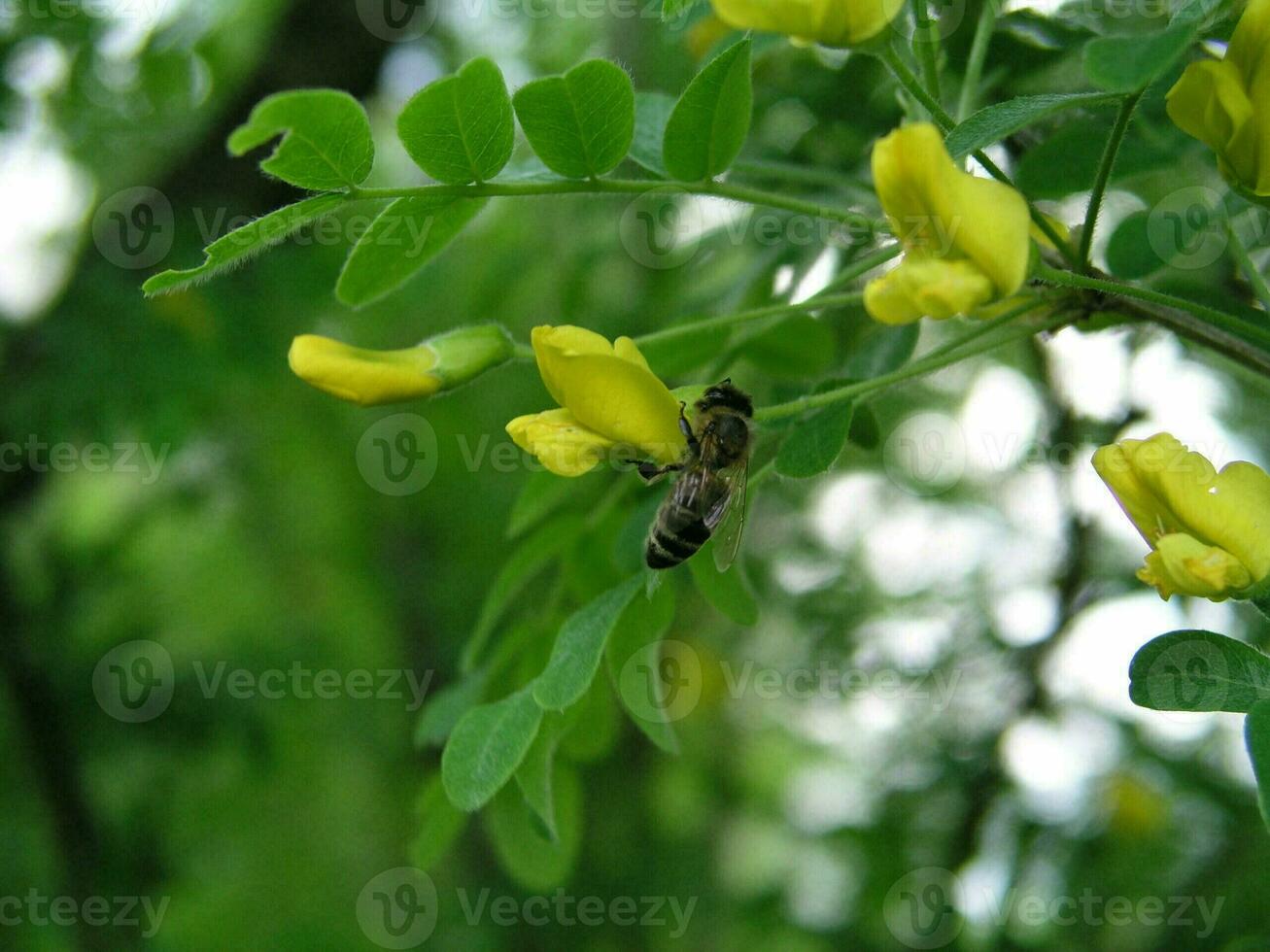 A bee collects nectar from a yellow flower shrub Caragana arborescens  in the month of May.  Honey plants Ukraine. Collect pollen from flowers and buds photo