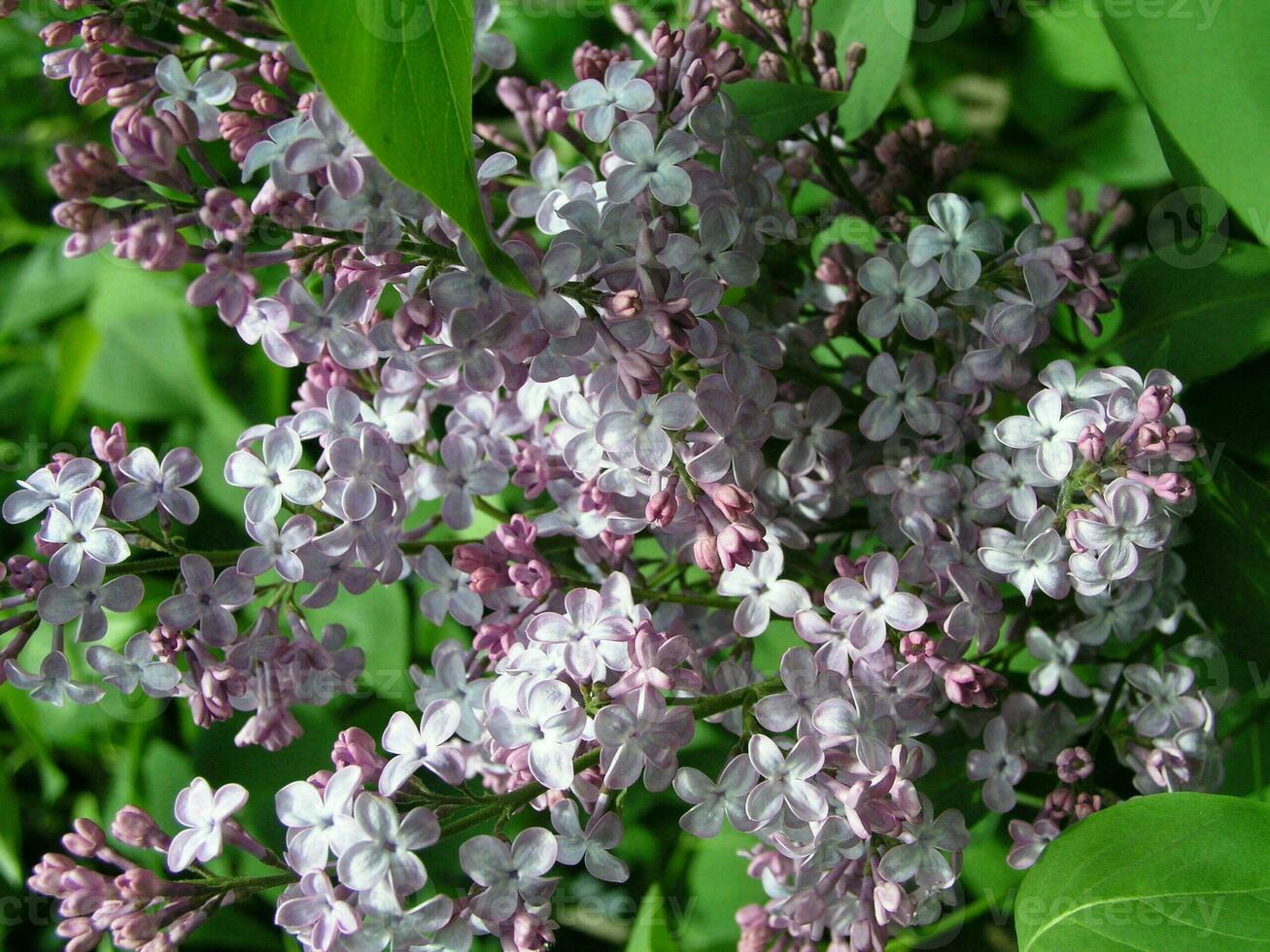 A honey bee collects pollen from lilac in the month of May. Hone photo