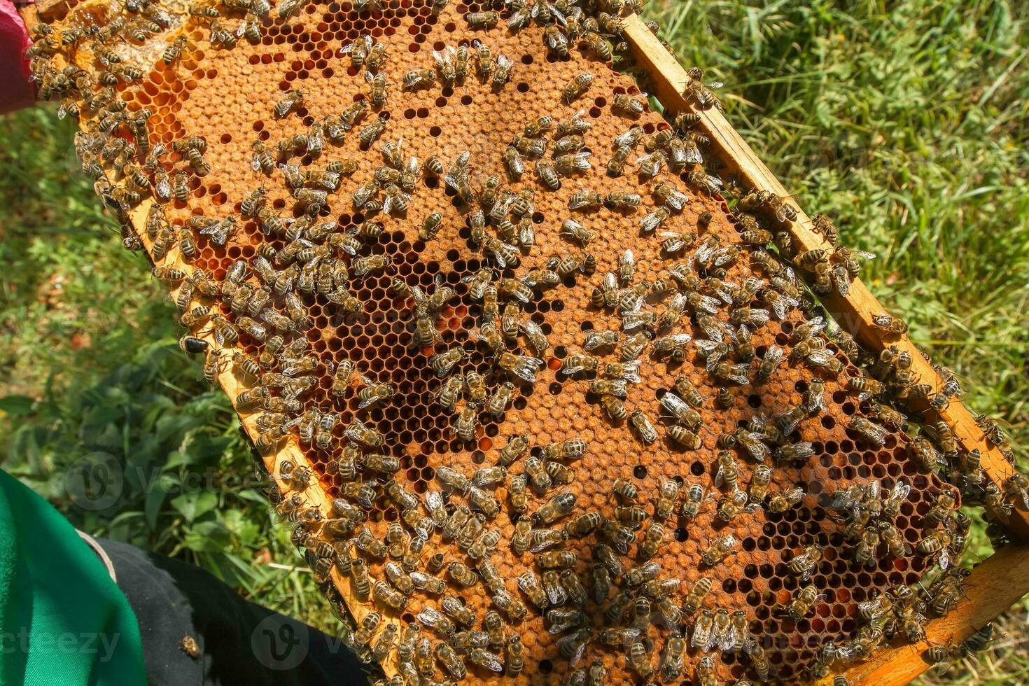 Frame with sealed bee brood in the hands of a beekeeper. Frame with bees set. Honeybee family with drones on honeycombs with sealed honey. photo