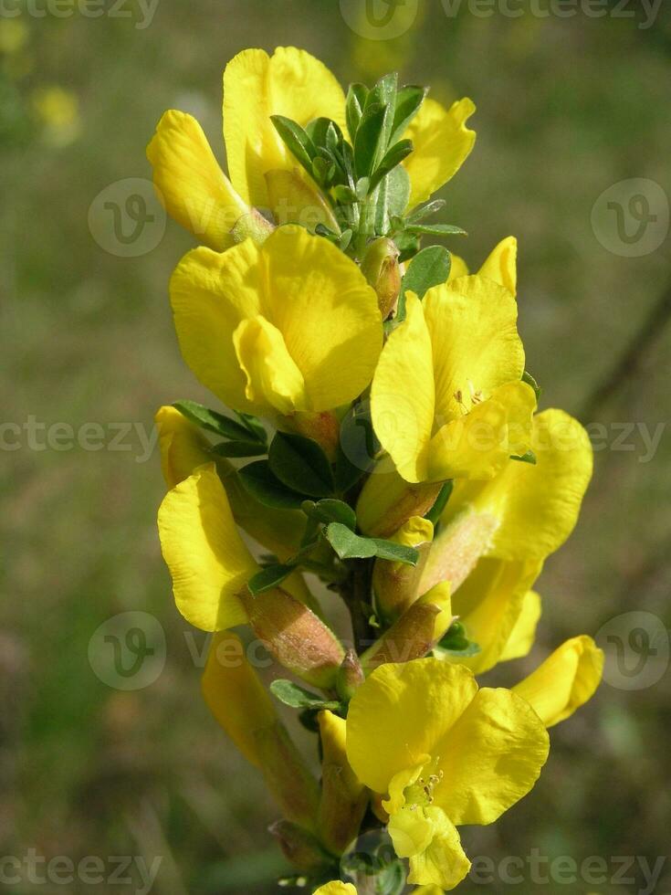 Macro photo  a yellow flower  Cytisus ratisbonensis  in the month of May.  Honey plants Ukraine. Collect pollen from flowers and buds