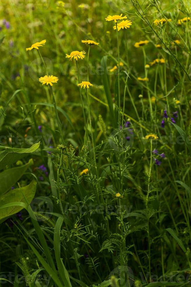 Yellow chamomile, Anthemis tinctoria, Cota tinctoria, the golden marguerite, oxeye chamomile, yellow flowers on the field. Honey plants of Europe. photo