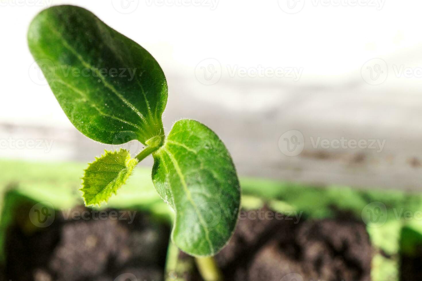 Sprout close-up view photo