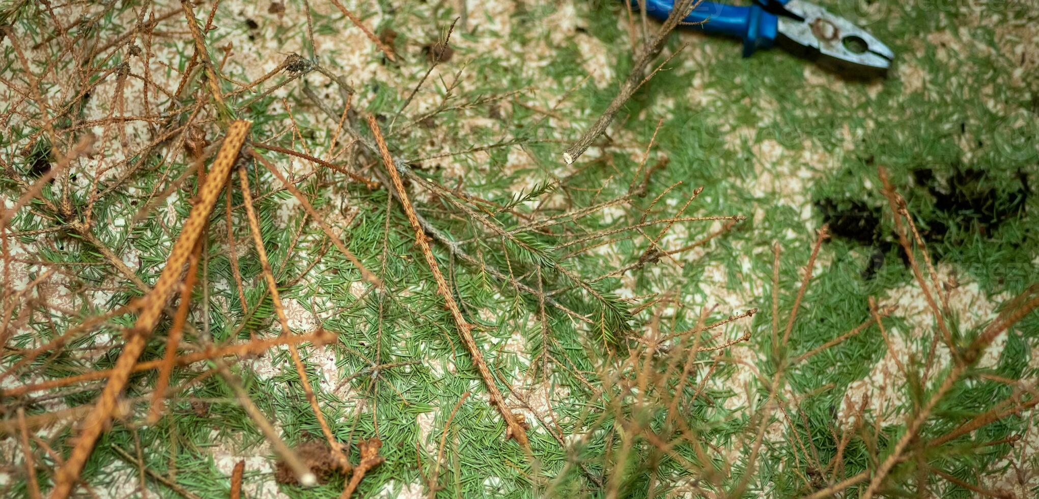 crumbled needles of Christmas tree. An old Christmas tree after holidays. End of the new year and holidays concept photo