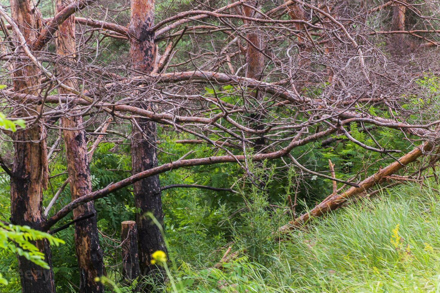 Burnt trees in the forest. Pine branches after a fire. Disaster. Broken ecosystem. photo