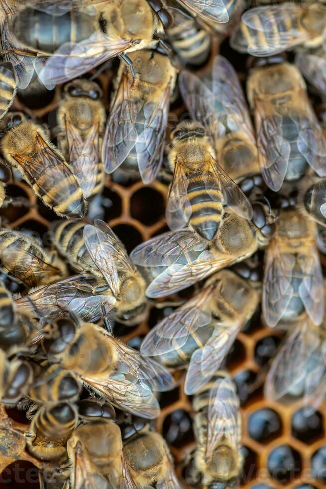 Drones on a wax frame surrounded by bee colonies. Beekeeping. Growing drones to select sperm. Artificial insemination of the queen bee with sperm of donor's drone. photo