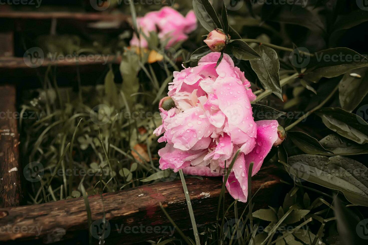 pink peonies flowers. Beautiful peony flowers blooming in the garden. fresh flower on the flowerbed. photo