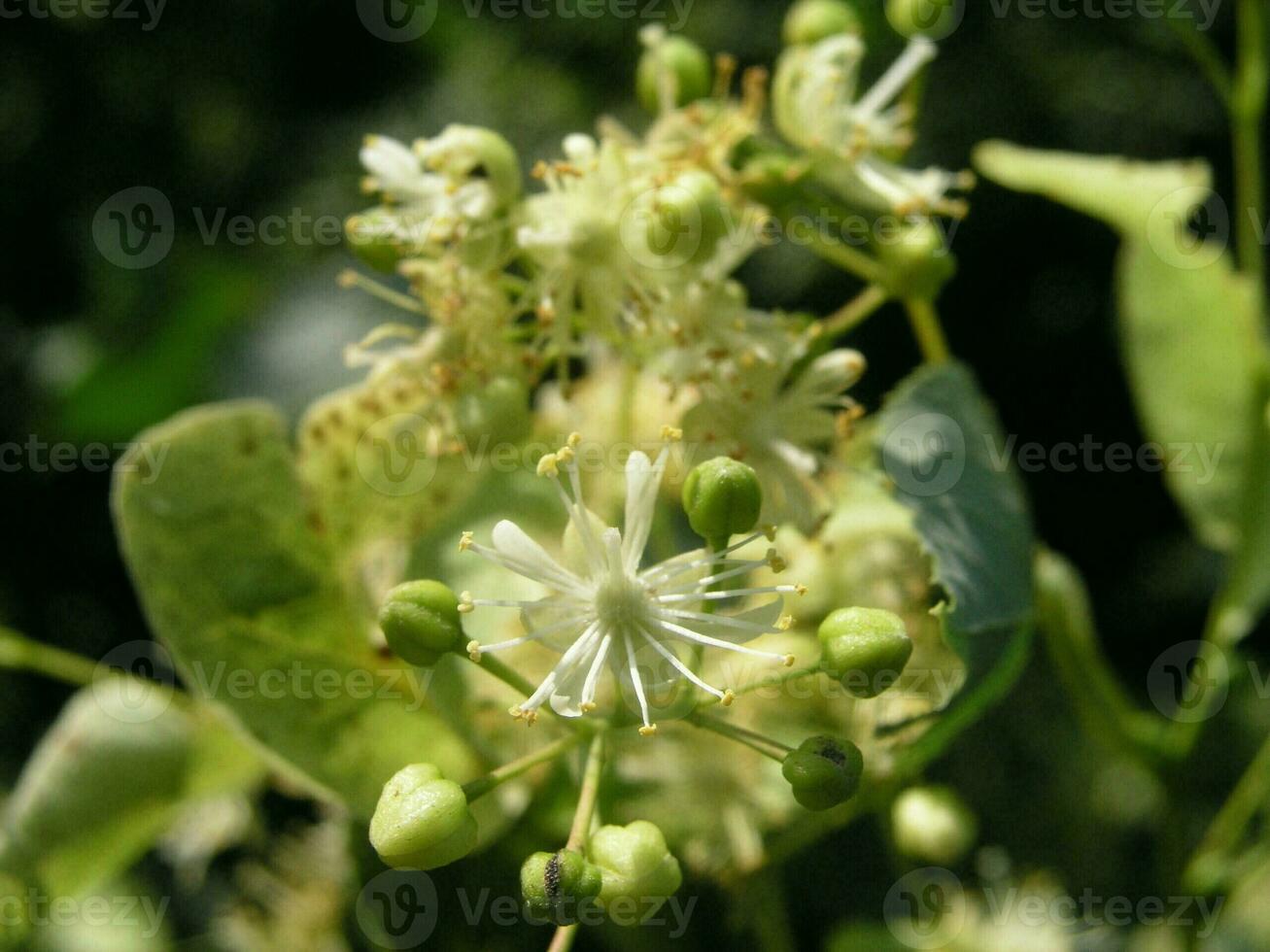 Linden tree flower close up. The buds, flowers with petals and s photo