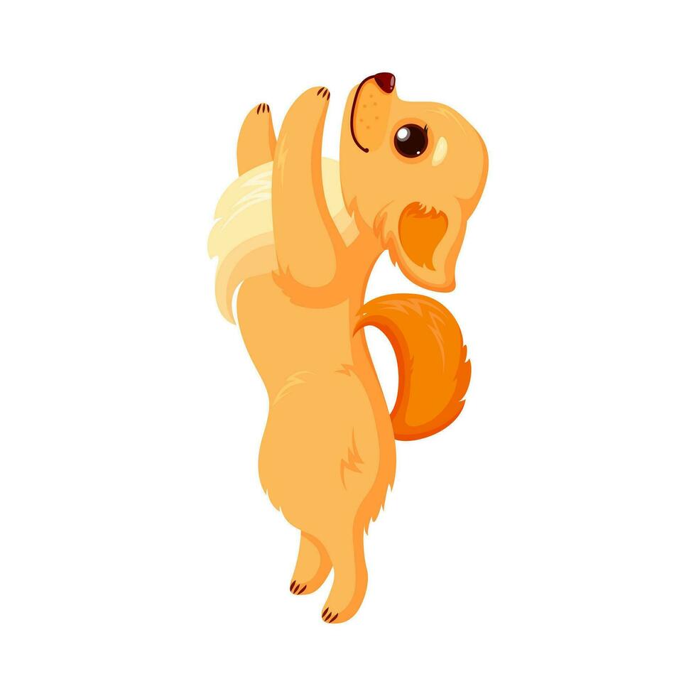 Chihuahua pet doing tricks. Purebreed dog companion isolated in white background. Vector illustration