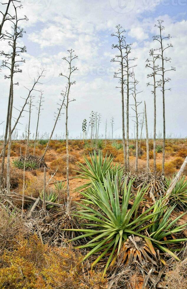 muerto arboles en el Desierto con No césped foto