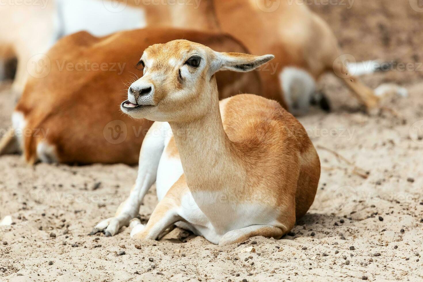Blackbuck and indian antelope. Mammal and mammals. Land world and fauna. photo