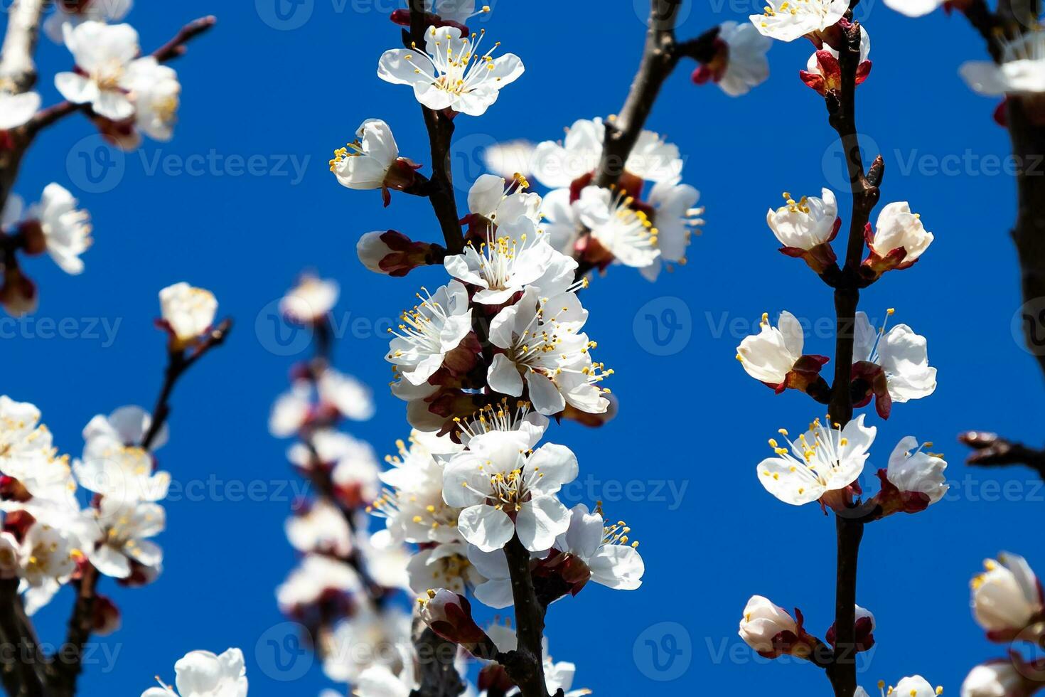 Apricot tree flower blossom in the garden. Plant, herb and vegetable. Nature photography. photo