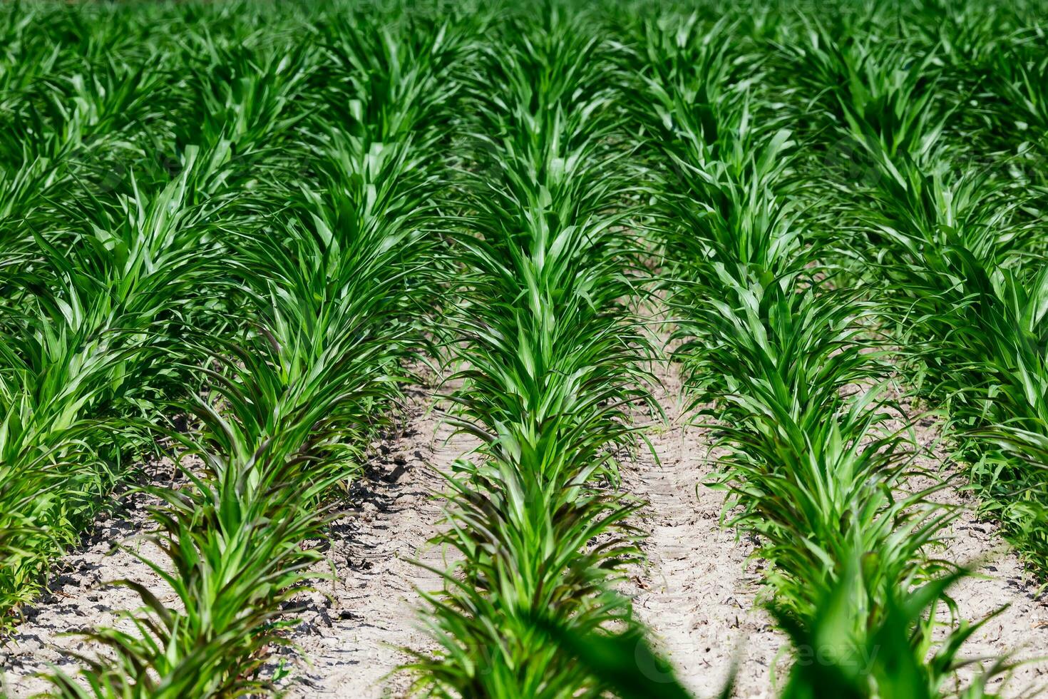 A close-up view of lush green forage crops thriving in fertile soil. photo