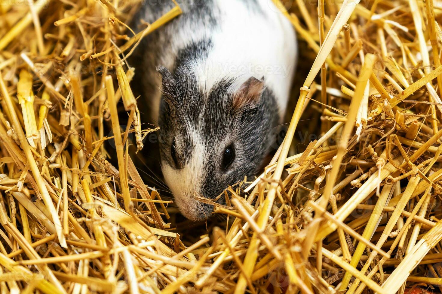 Guinea pig. Mammal and mammals. Land world and fauna. Wildlife and zoology. photo