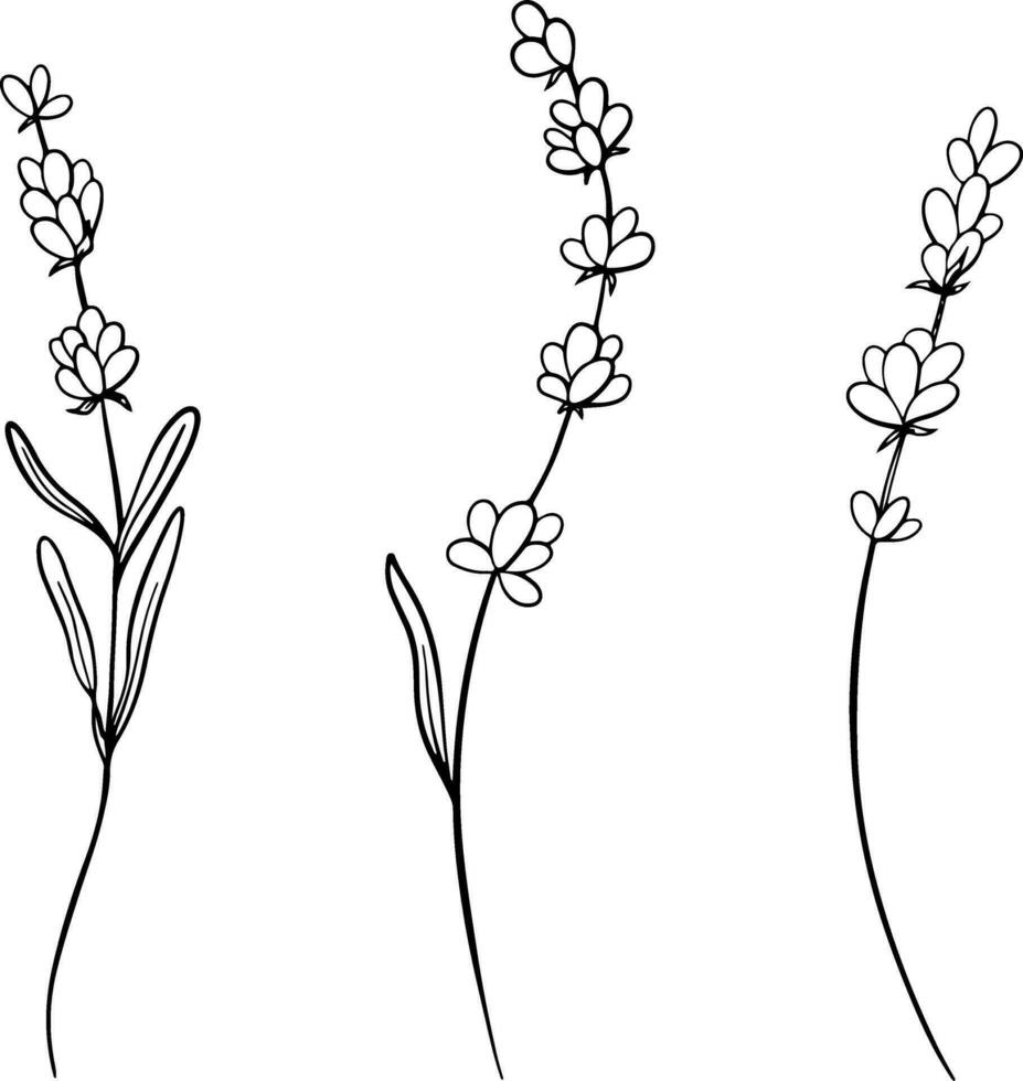 Set of Lavender flower line art drawing. Hand drawn black ink sketch. Design for tattoo, wedding invitation, logo, cards, packaging and labeling. Botanical rustic trendy greenery vector illustration