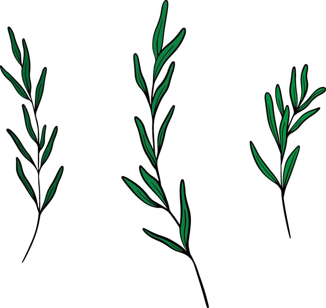 Set of Lavender leaves line art drawing. Hand drawn black ink sketch. Design for tattoo, wedding invitation, logo, cards, packaging and labeling. Botanical rustic trendy greenery vector illustration.