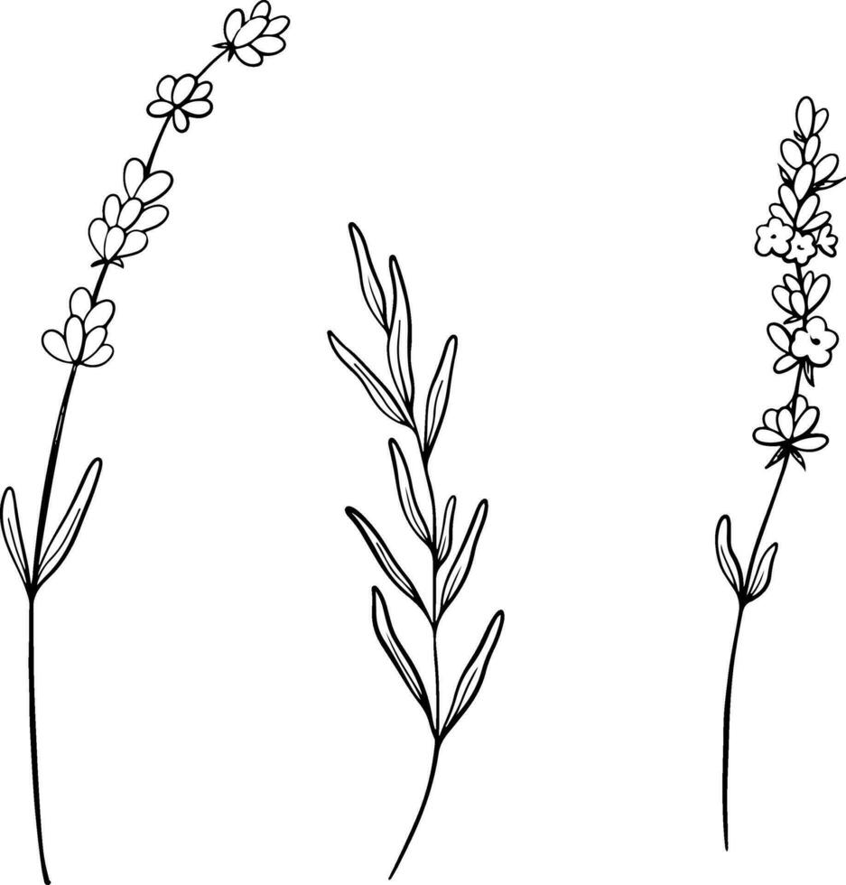 Set of Lavender flower line art drawing. Hand drawn black ink sketch. Design for tattoo, wedding invitation, logo, cards, packaging and labeling. Botanical rustic trendy greenery vector illustration