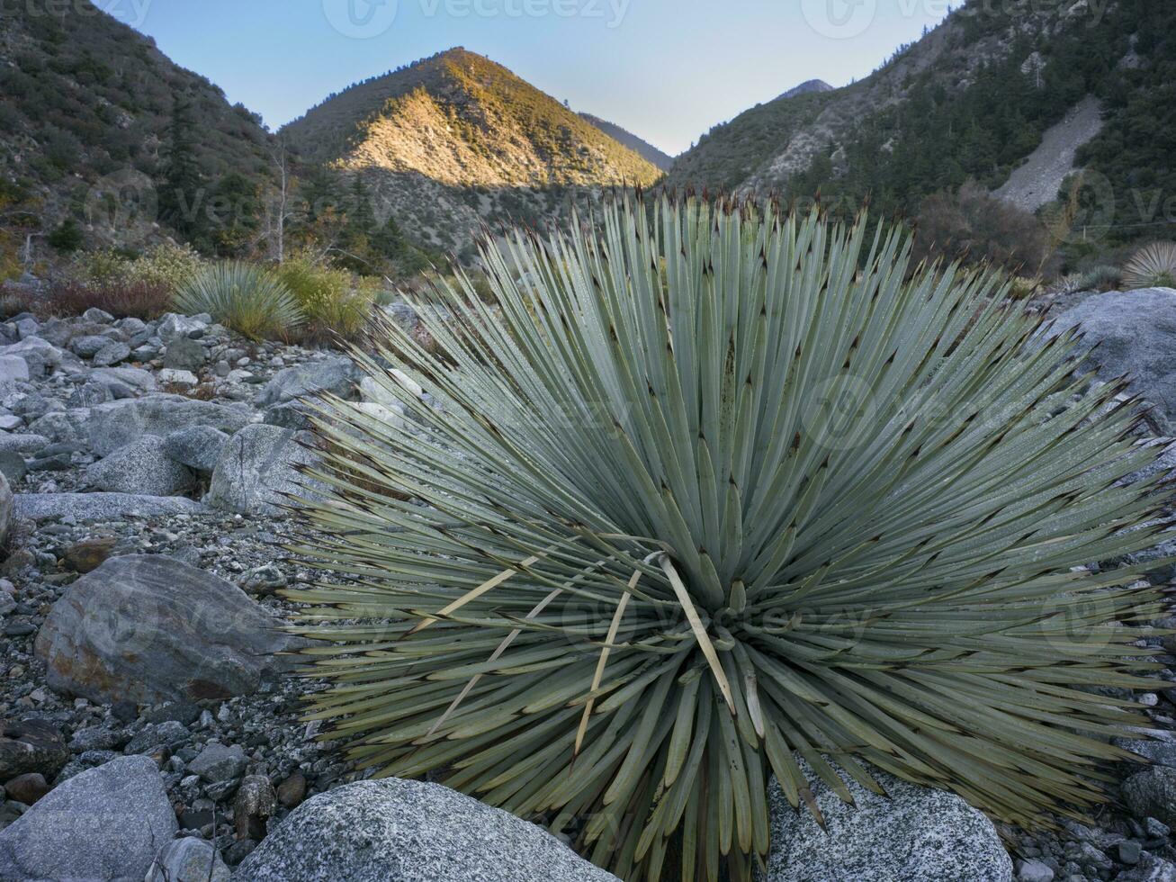 Morning in a Mountain Riverbed photo