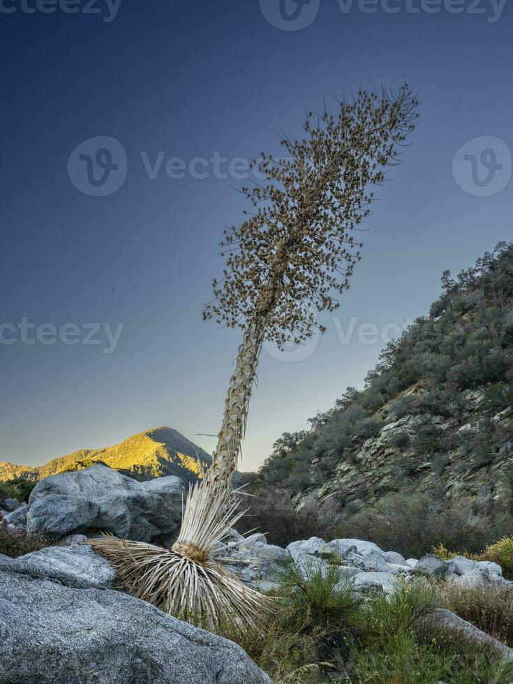 Yucca in a riverbed at the base of the San Gabriel Mountains photo