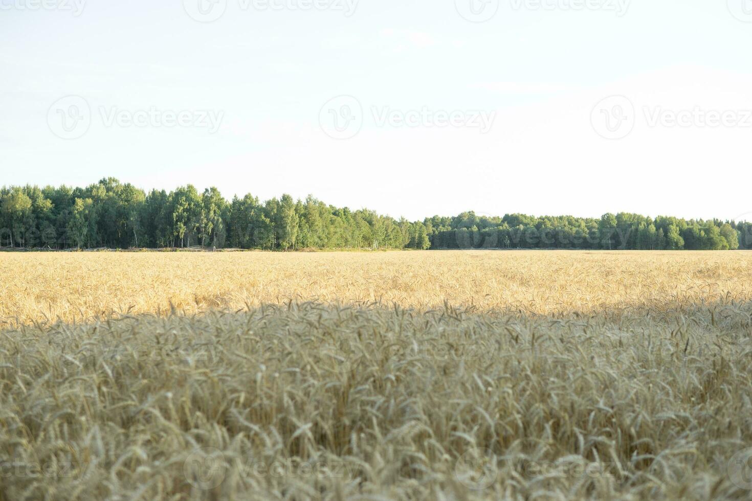 Ears of wheat growing in the field. The concept of harvesting. photo