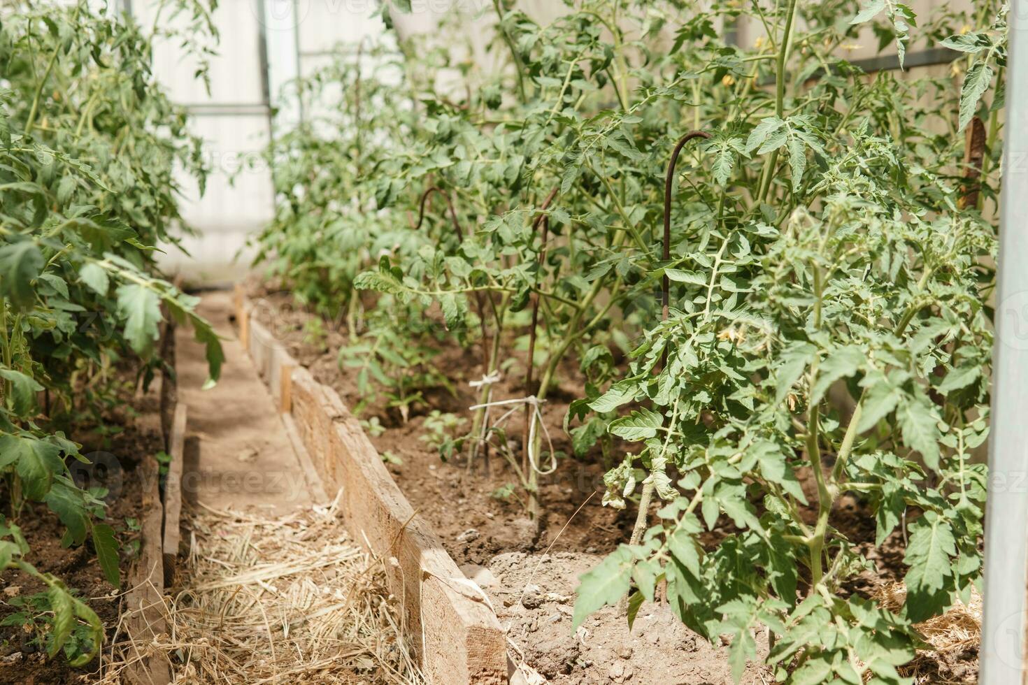 Tomatoes are hanging on a branch in the greenhouse. The concept of gardening and life in the country. A large greenhouse for growing homemade tomatoes. photo