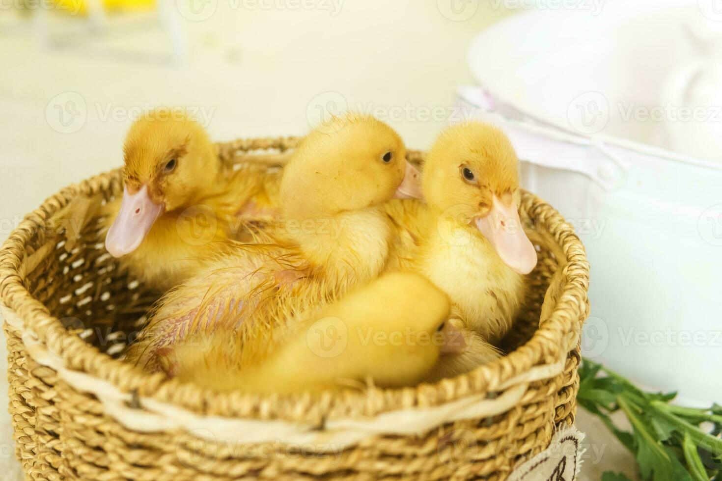 Live yellow ducks in a wicker basket made of matting close-up. the concept of raising animals on a farm. photo