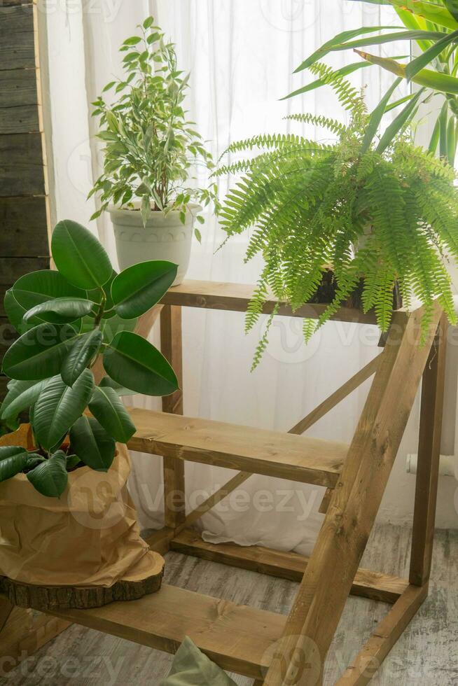 A fragment of the interior with a variety of indoor plants. Urban jungle concept. Biophilia design. photo