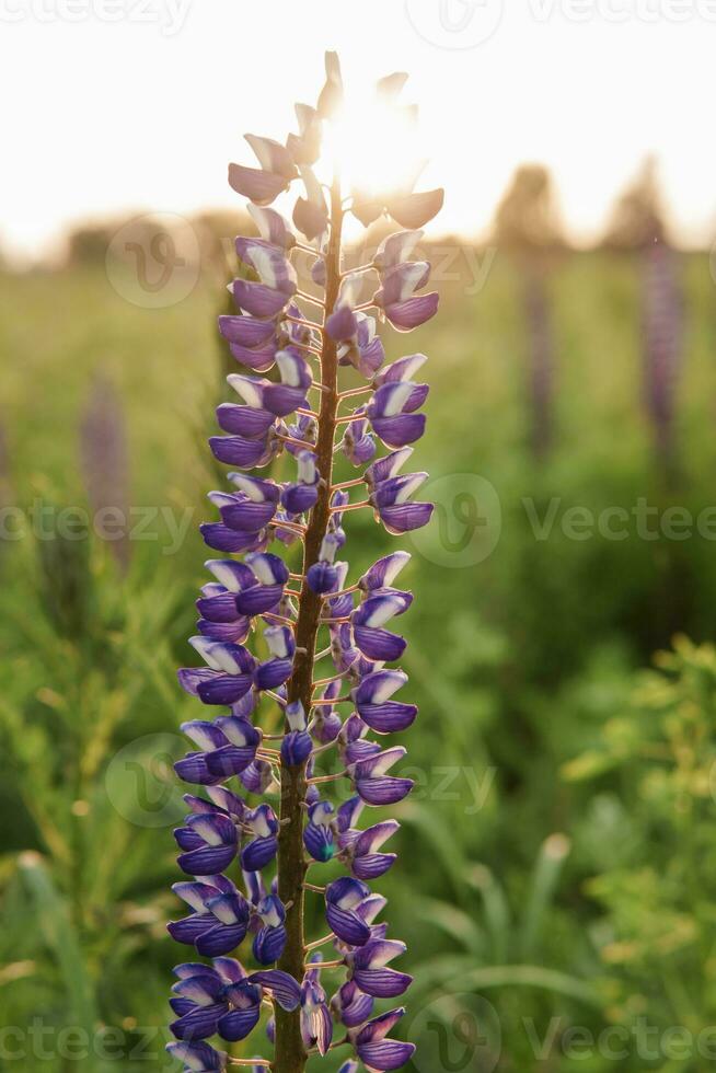 photos of lupine flowers in nature