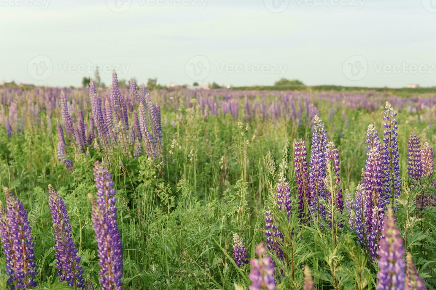 photos of lupine flowers in nature