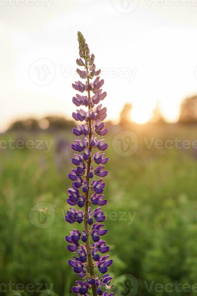 photos of lupine flowers in nature