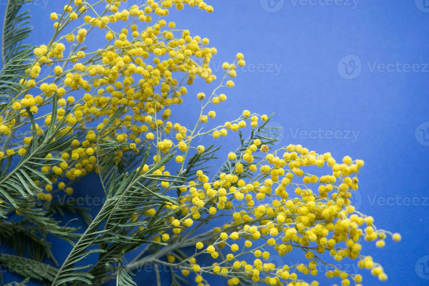 Spring concert. Mimosa on a blue background. Mimosa close-up. Happy spring. photo